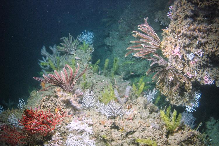 Mesophotic corals and crinoids on Bright Bank, near the Flower Garden Banks National Marine Sanctuary.